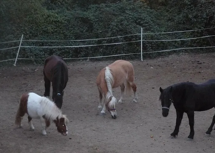 La Ferme Des Cailletiers Chez Marco