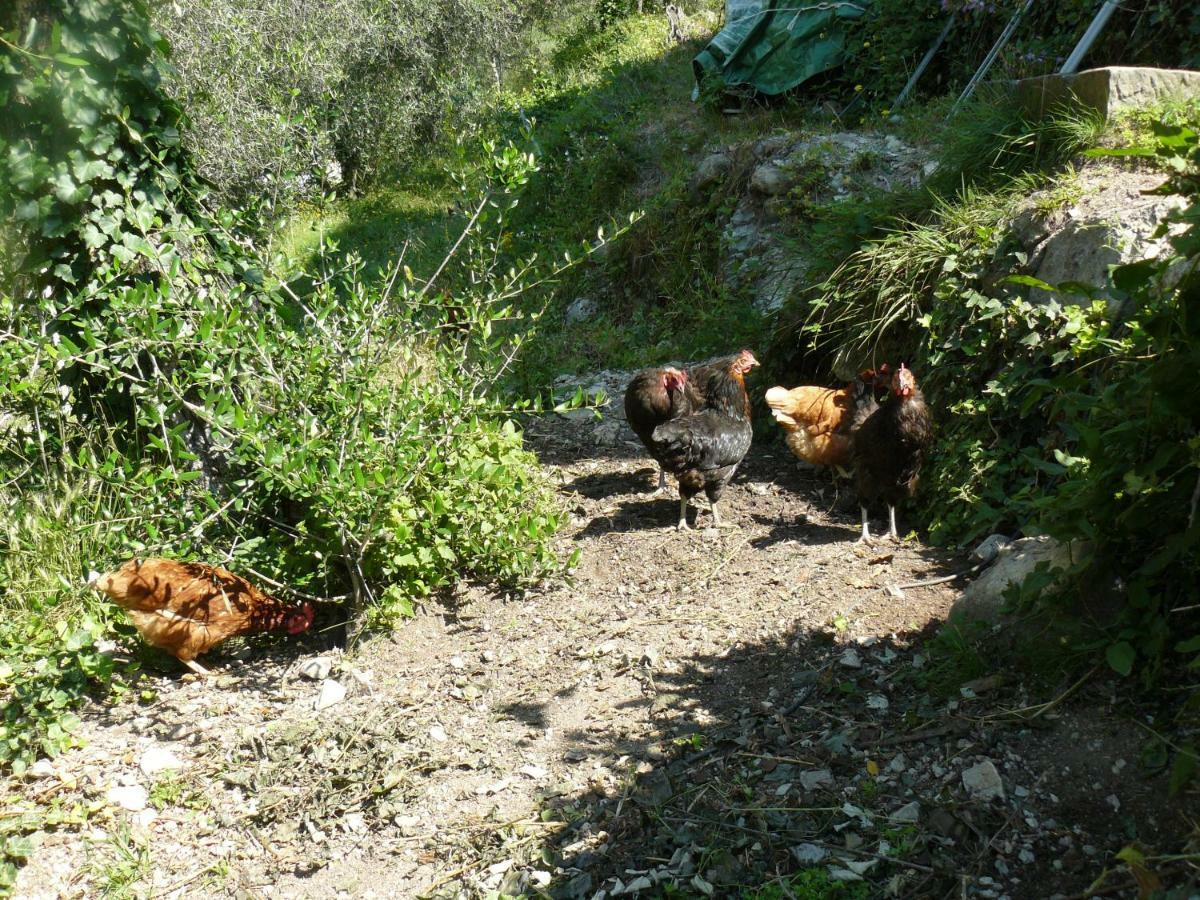 Bauernhof La Ferme Des Cailletiers Chez Marco Lucéram